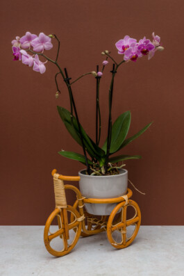 Blumen Vietdeutsche Linh Tran